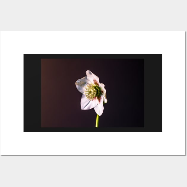 Hellebore flower still life Wall Art by blossomcophoto